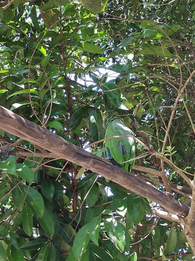 Pousada Quintal Dos Sonhos Xando Caraíva Exterior foto